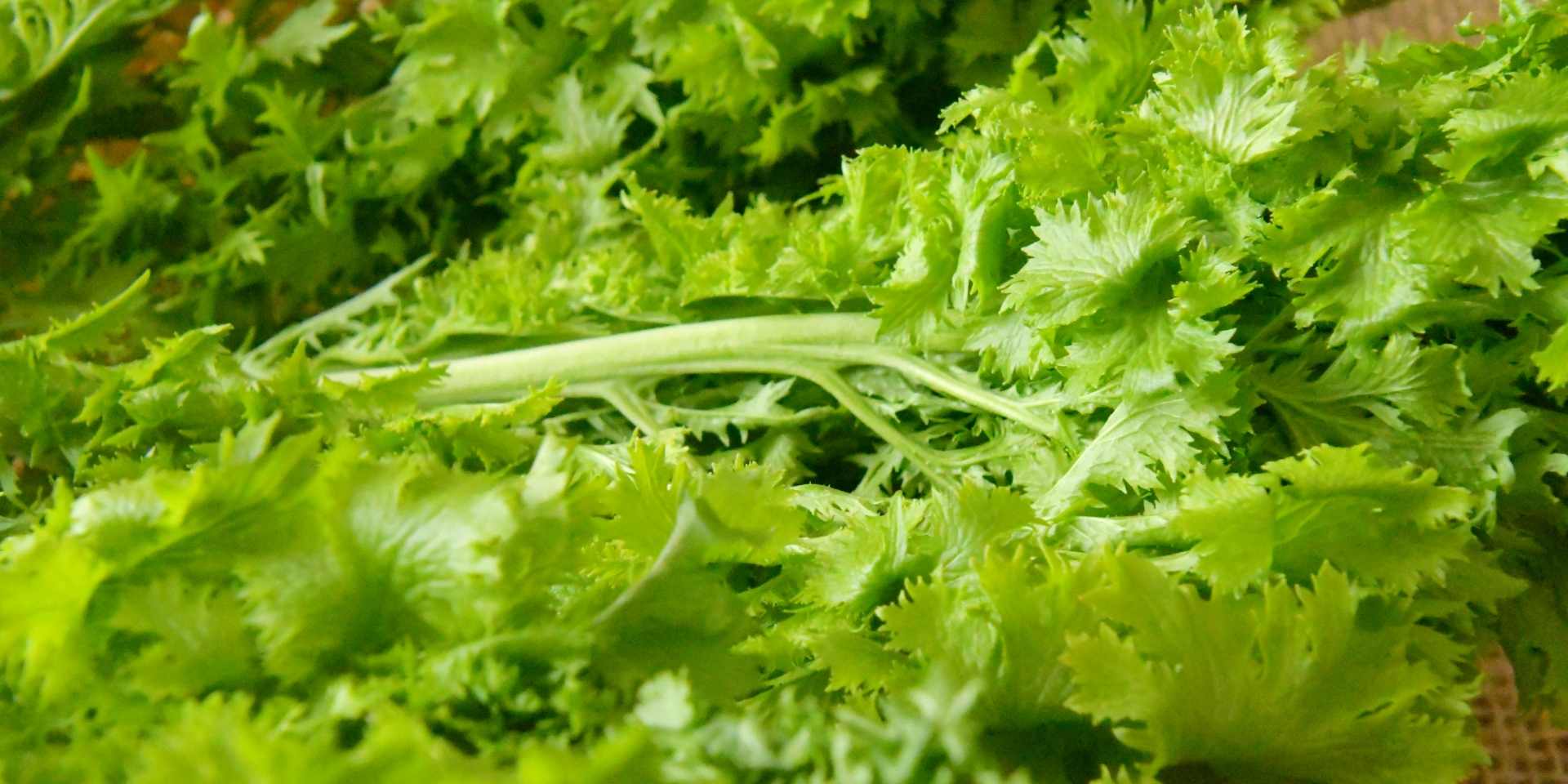 ワサビナの写真