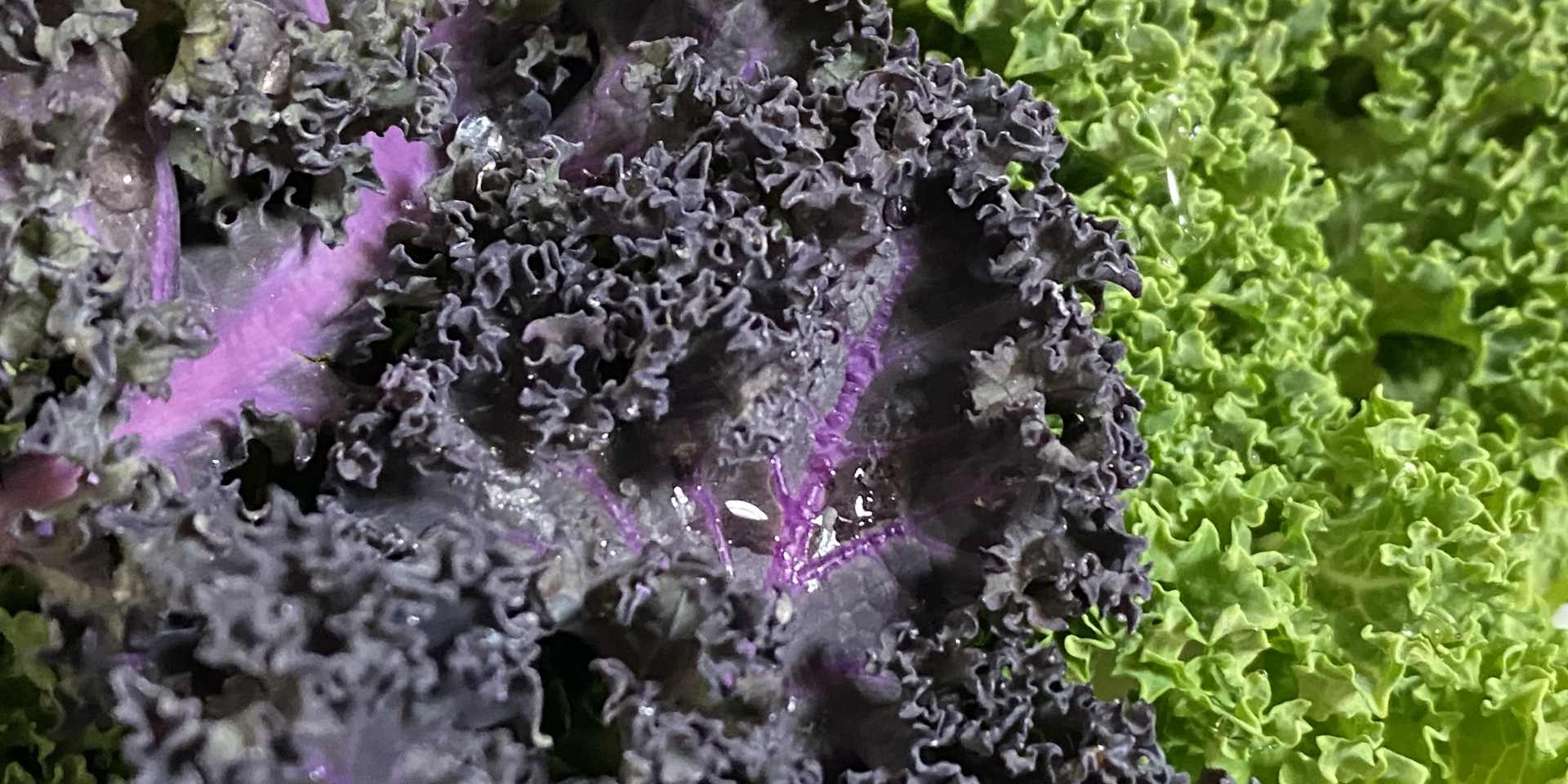 紫ケールの写真